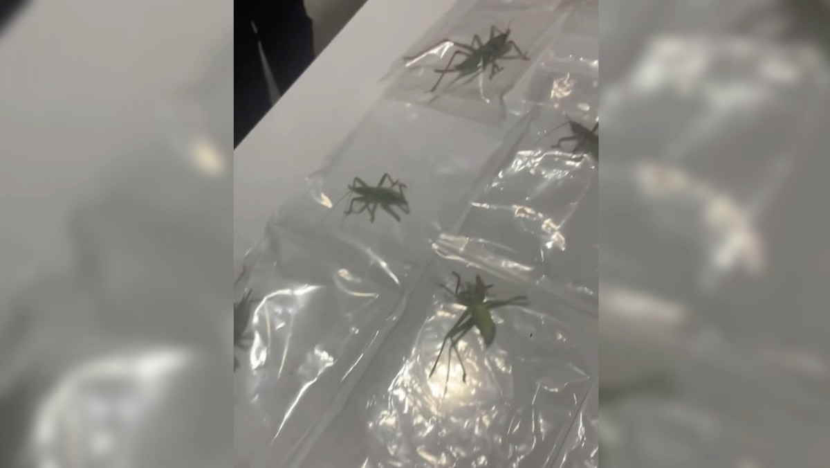 Nemrut Dağı’nda 135 çekirge toplayan 3 yabancı uyruklu şüpheli yakalandı - Videolu Haber